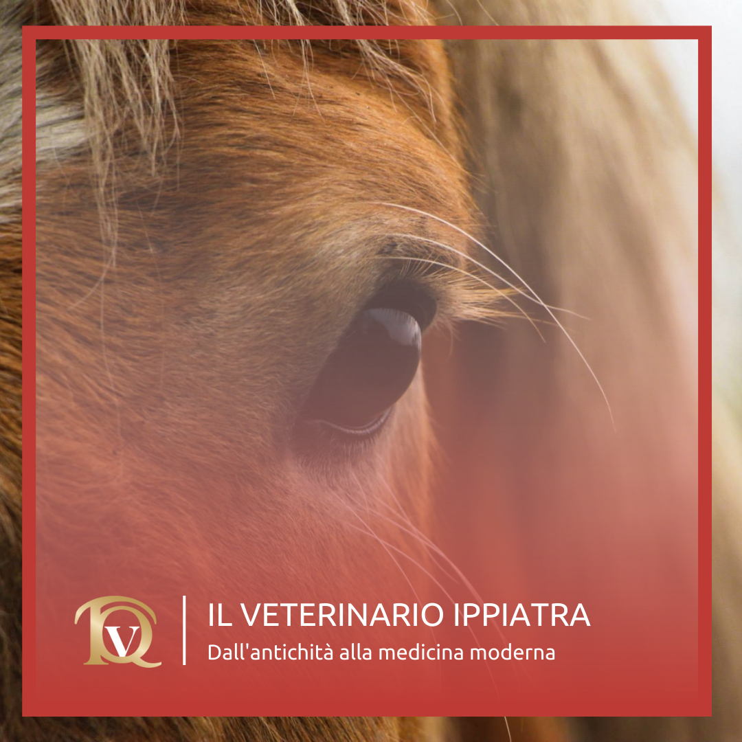 Il veterinario ippiatra: dall&rsquo;antichit&agrave; alla medicina moderna