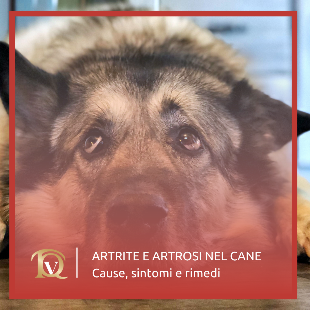 Artrite e artrosi nel cane: cause, sintomi e rimedi