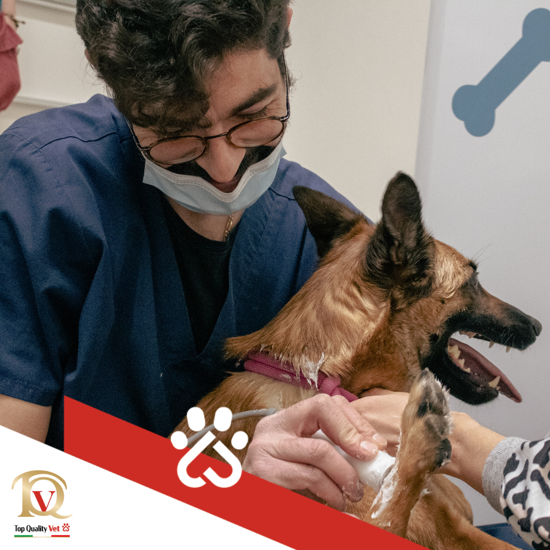 Oltre la cura: il ruolo del veterinario e di Top Quality Vet nel benessere animale