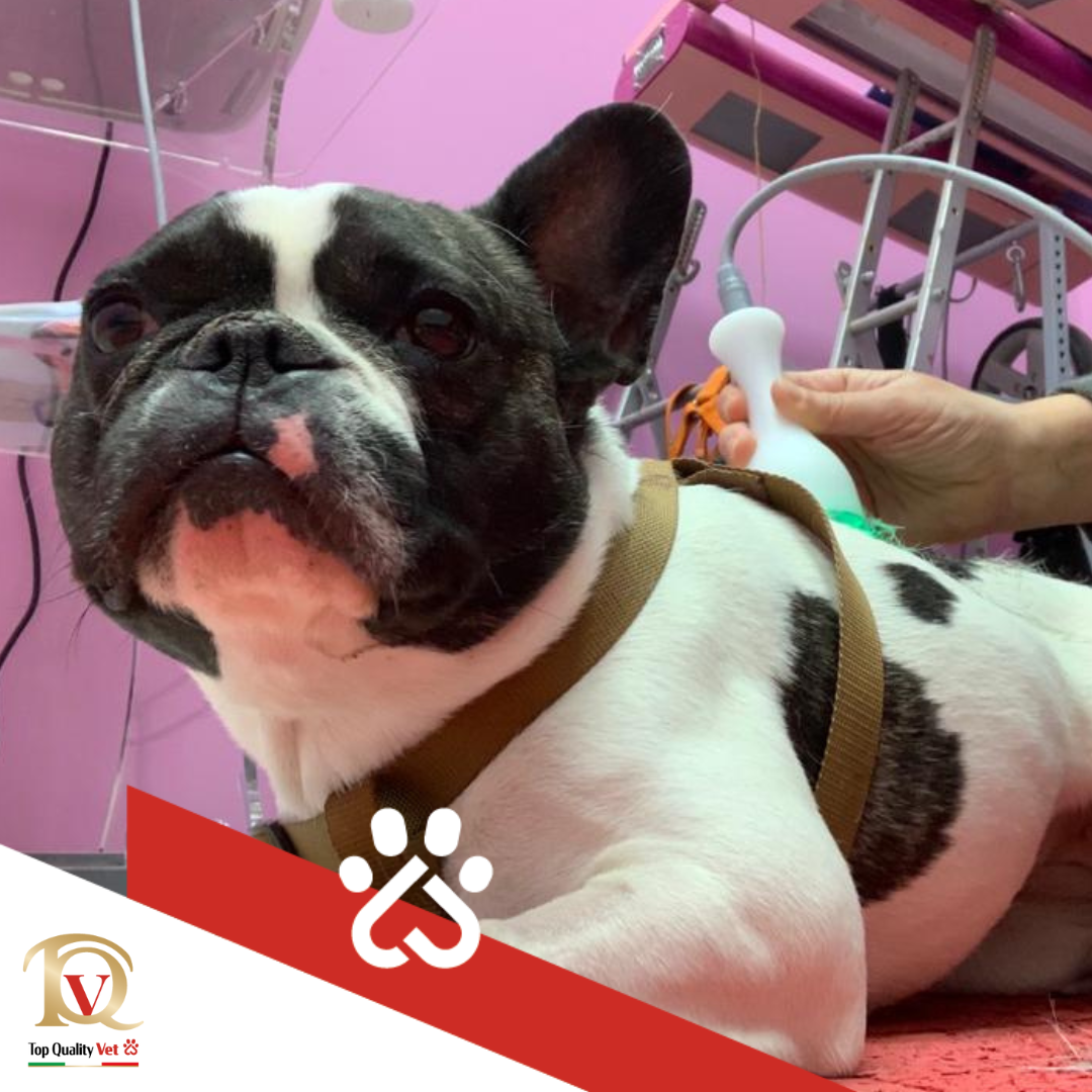 Mi fido di te &ndash; I trattamenti Top Quality Vet