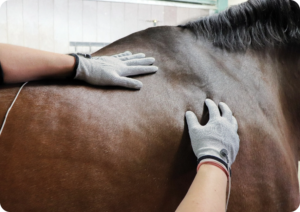 Trattamento con guanti elettroconduttivi su cavallo