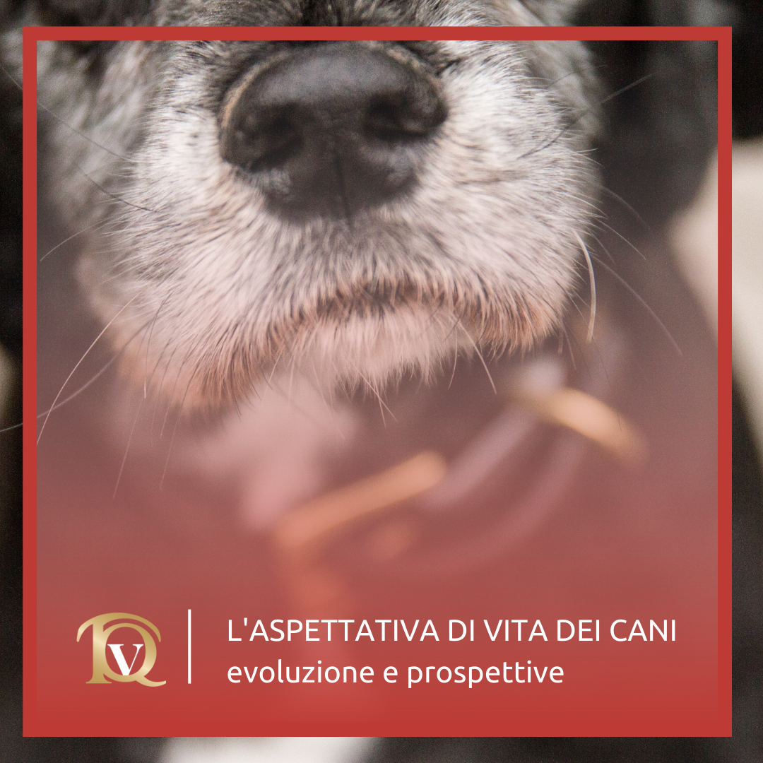 L&rsquo;aspettativa di vita dei cani: evoluzione e prospettive