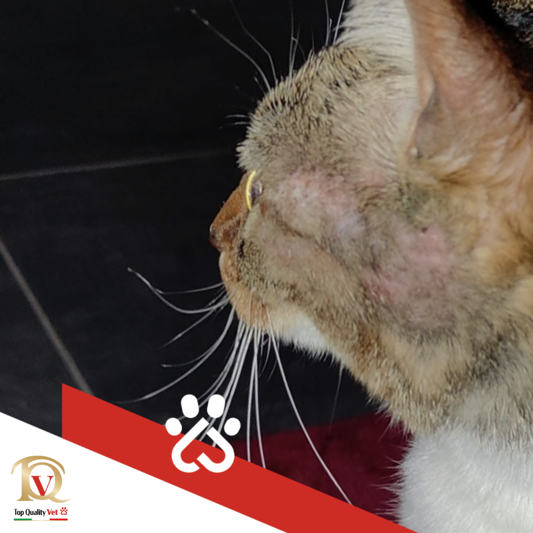 La storia di Neve &ndash; I progressi grazie alla laserterapia veterinaria
