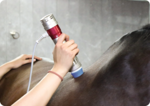 Trattamento onde d'urto su cavallo