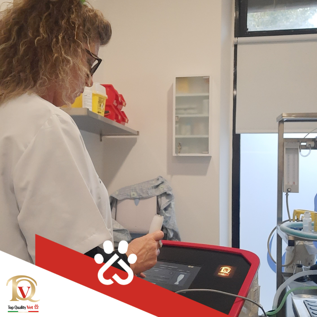 Il nuovo viaggio di Doris &ndash; Vet Therapy Plus e la geriatria veterinaria