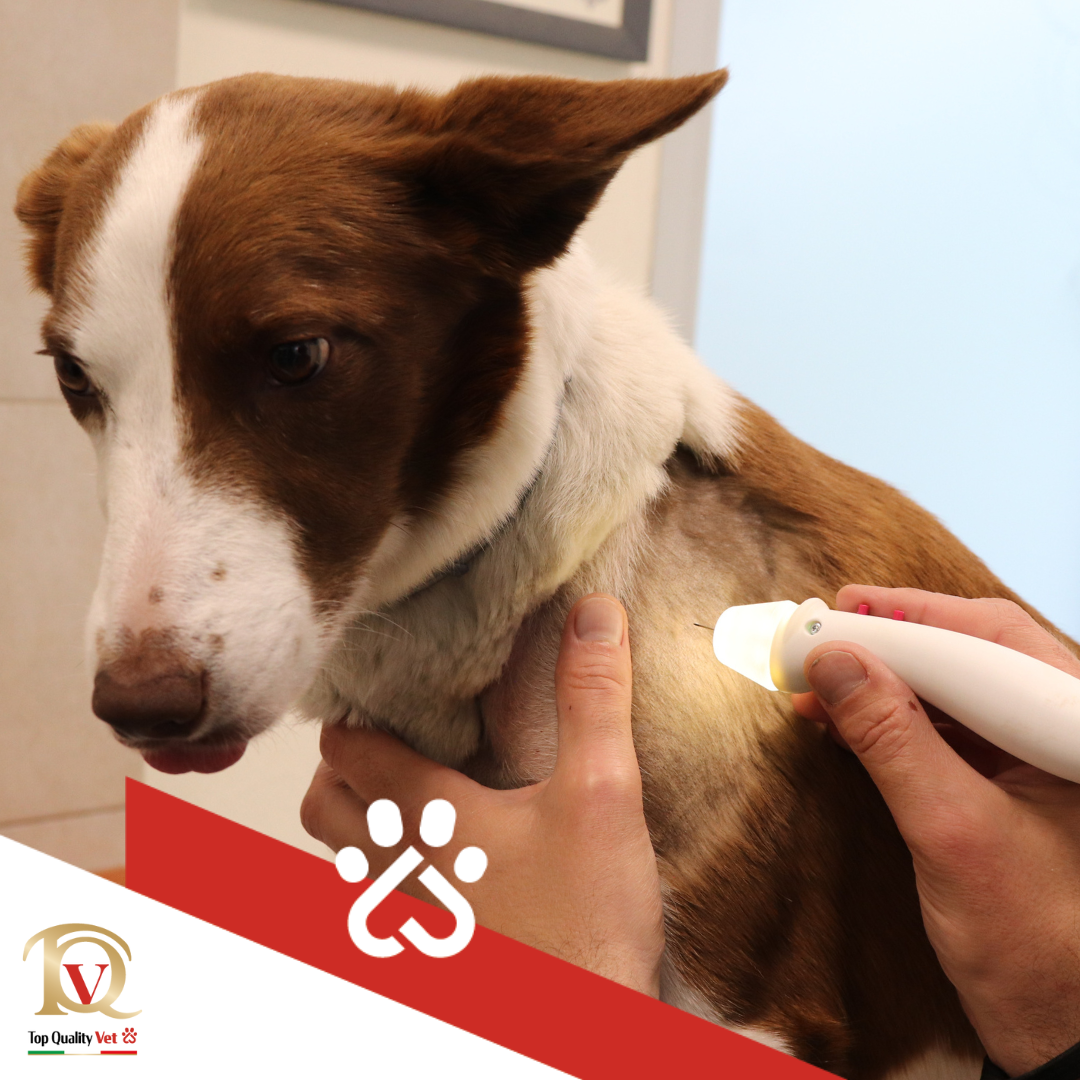 Utilizzo della radiofrequenza ablativa nello studio veterinario