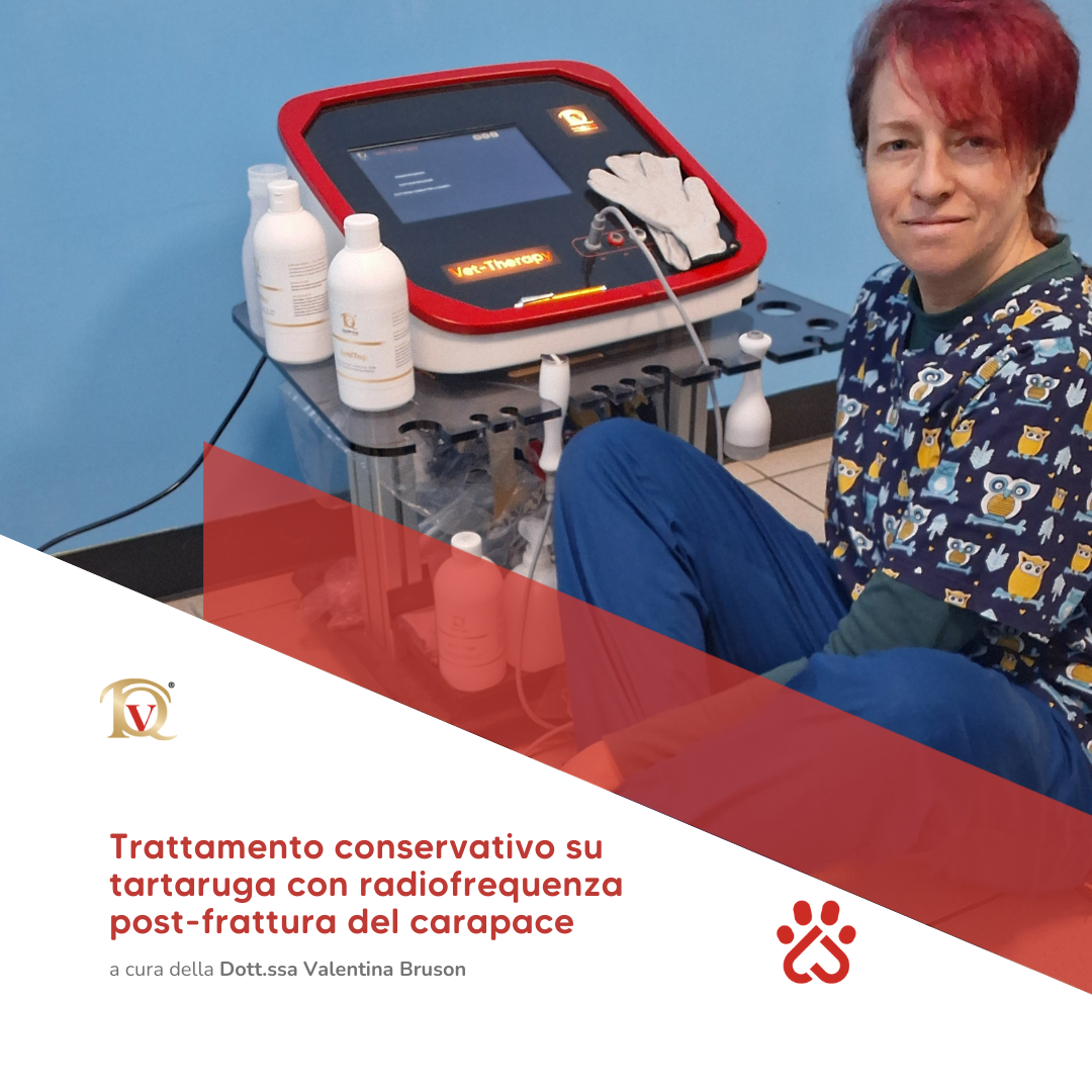 Radiofrequenza veterinaria: trattamento conservativo post-frattura del carapace in una tartaruga