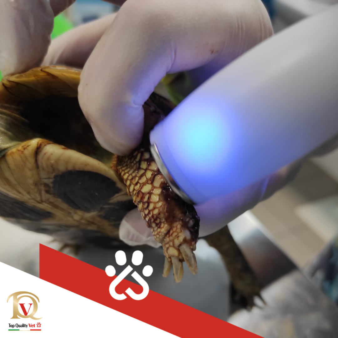 A Radiofrequency Protocol – Mildred’s Rehabilitation