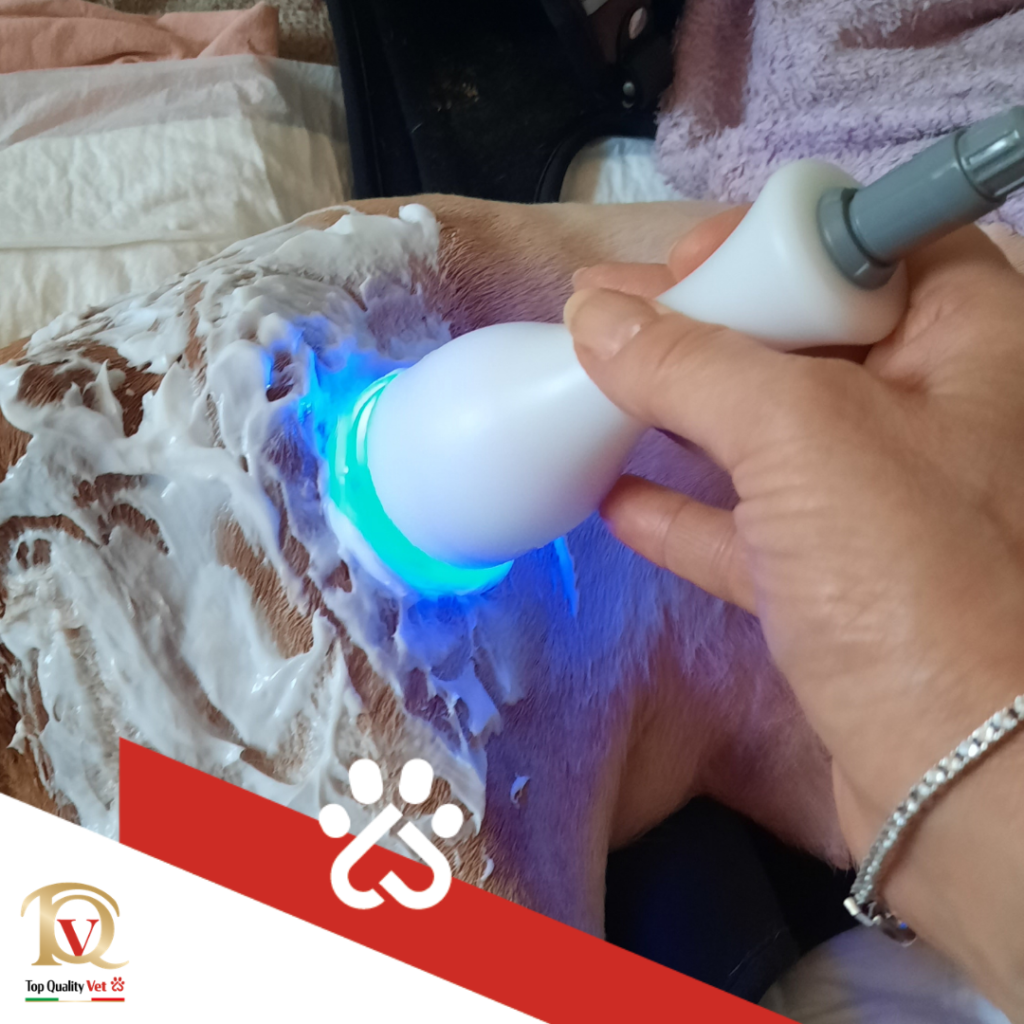 geriatrics veterinary