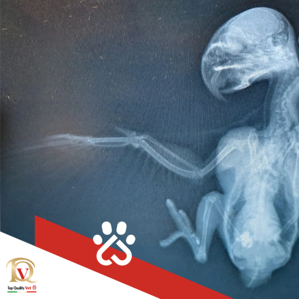 Vet Therapy Radiofrequency