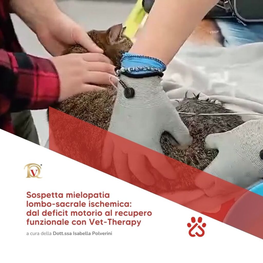 riabilitazione neurologica veterinaria