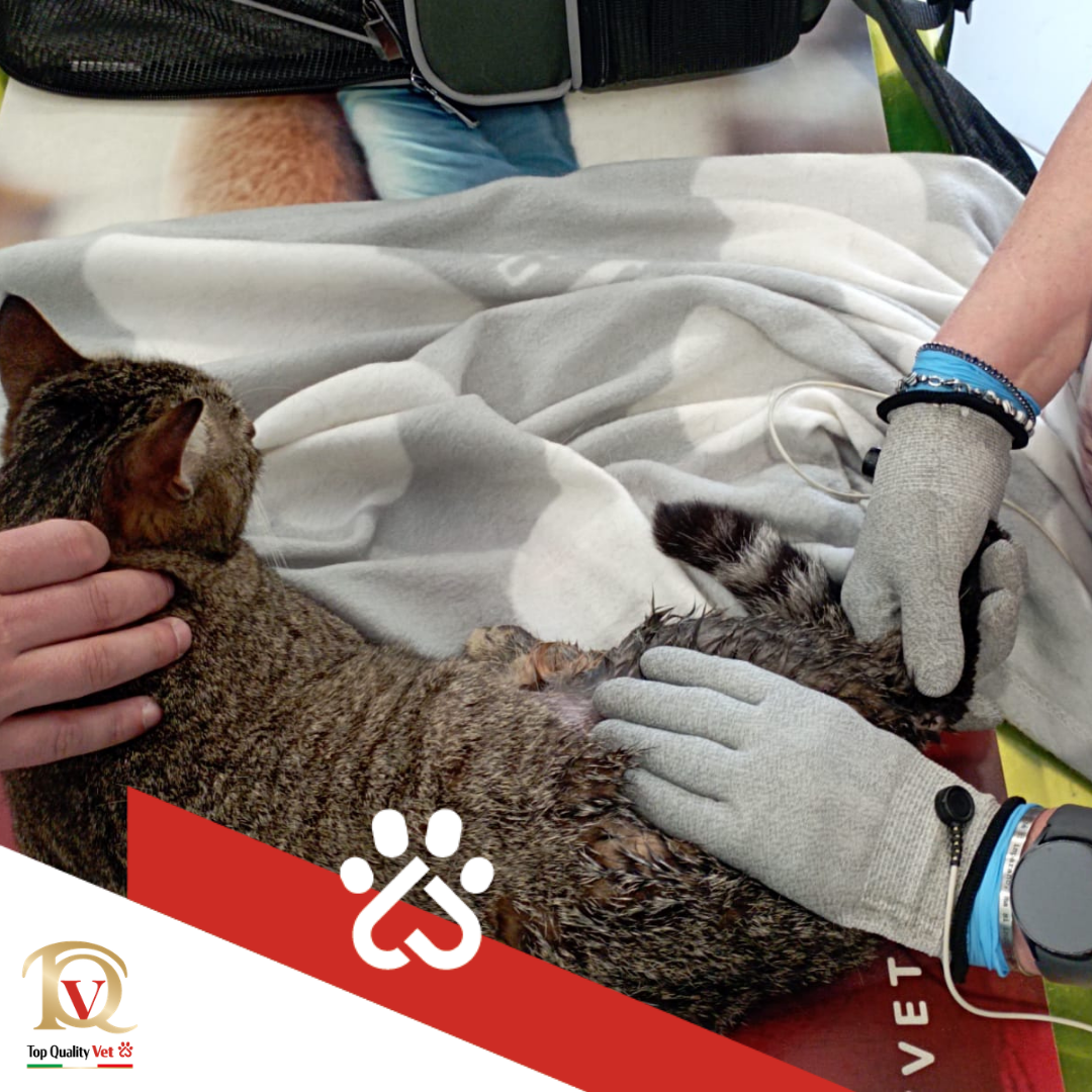 The Story of Stella – Feline neurological rehabilitation and the role of Vet-Therapy in post-traumatic functional recovery